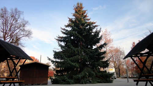 Weihnachtsbaum auf der Hauptstraße