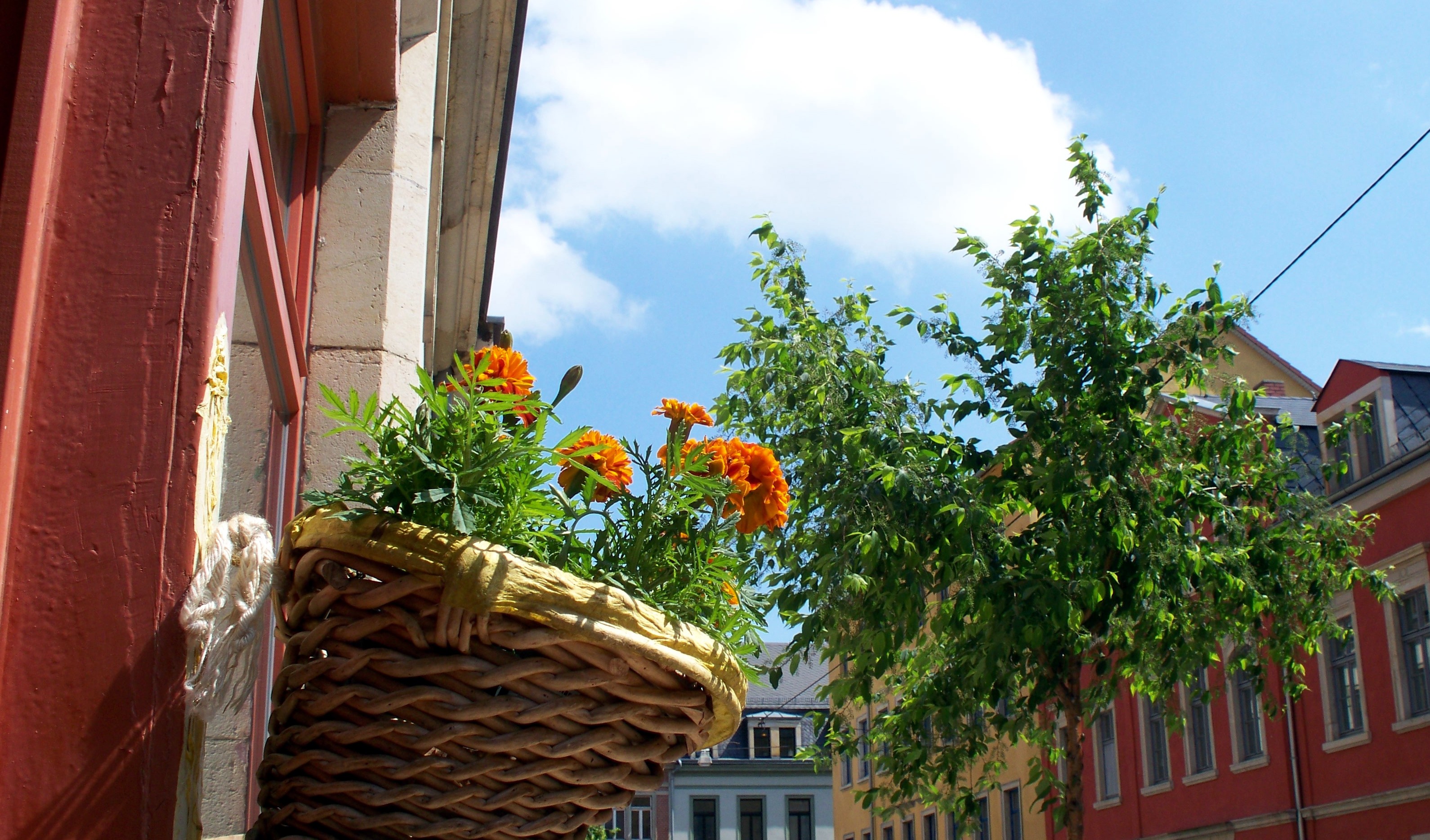 Wunderschöne Neustadt - Blumentopf an der Schönfelder Straße